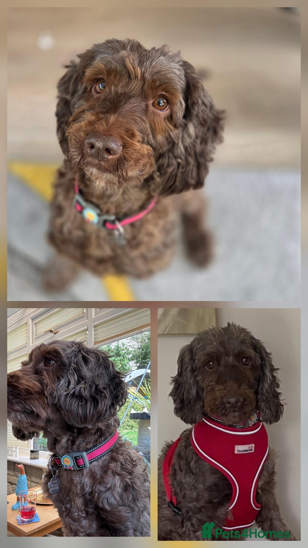 Cockapoo dogs for adoption: Mabel - beautiful soul  - Image 2