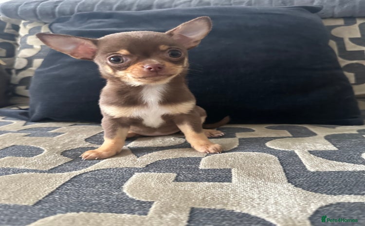 Chihuahua dogs - Advert 7