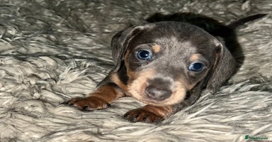 Dachshund dogs - Advert 6