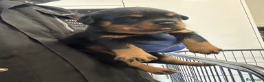Rottweiler Puppy 5