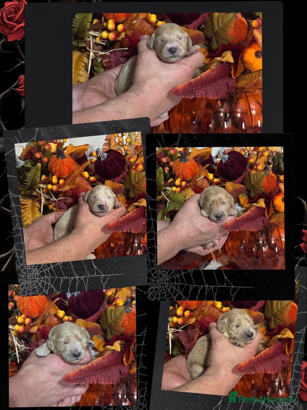 Mini Goldendoodle dogs for sale: 4 left mini gorgeous goldendoodles dna clear  - Image 1