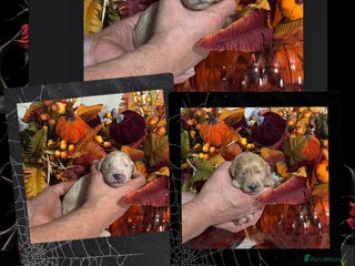 Mini Goldendoodle dogs - Advert 6