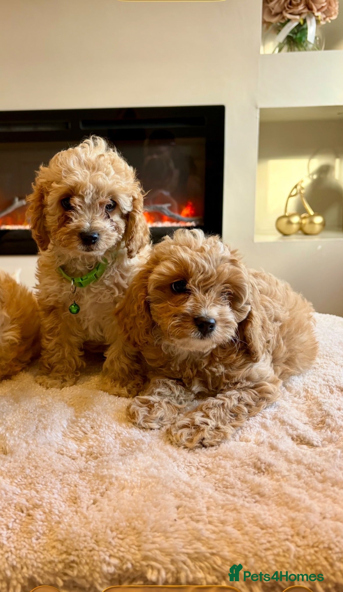 Cavapoo dogs Gorgeous Cavapoo puppies  - Advert 2