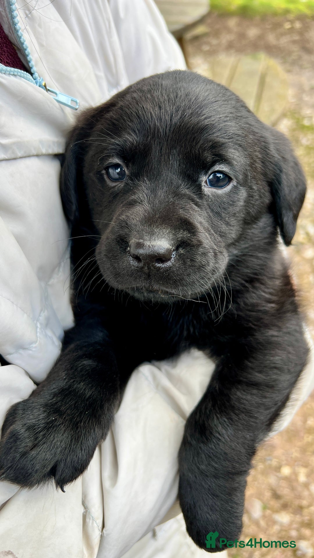 Labrador Retriever dogs for sale: KC Registered black Labrador Puppies for sale - Advert 21