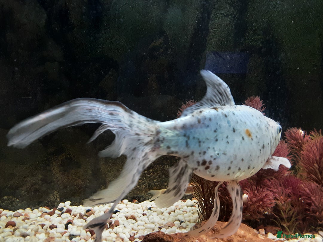 Goldfish fish for sale: Cold water fish for sale - Advert 6