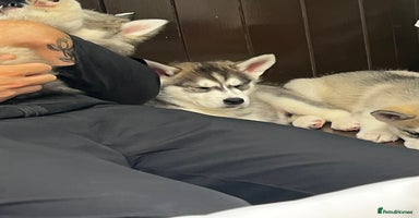 Siberian Husky dogs - Advert 1