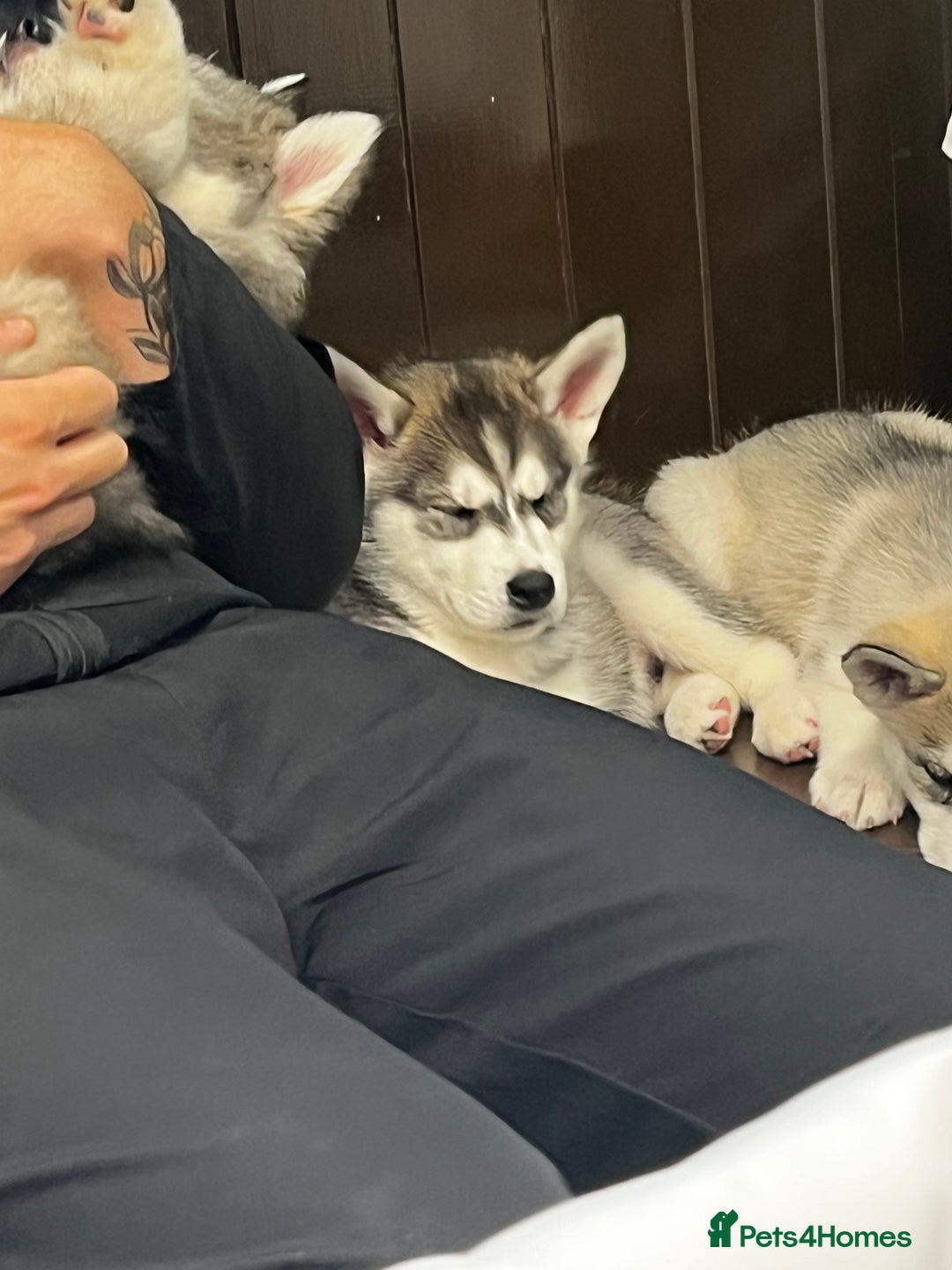 Siberian Husky dogs for sale: Beautiful husky  - Image 3