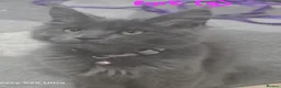 Maine Coon cats for sale: Beautiful Maine Coon kittens - Advert 34
