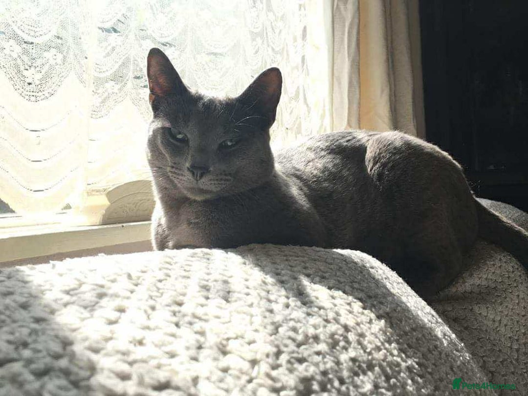 Russian Blue cats for sale: Russian Blue Kittens - Advert 7