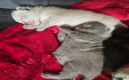 British Shorthair cats for sale: 5 Beautiful Short British haired Kittens  - Image 5
