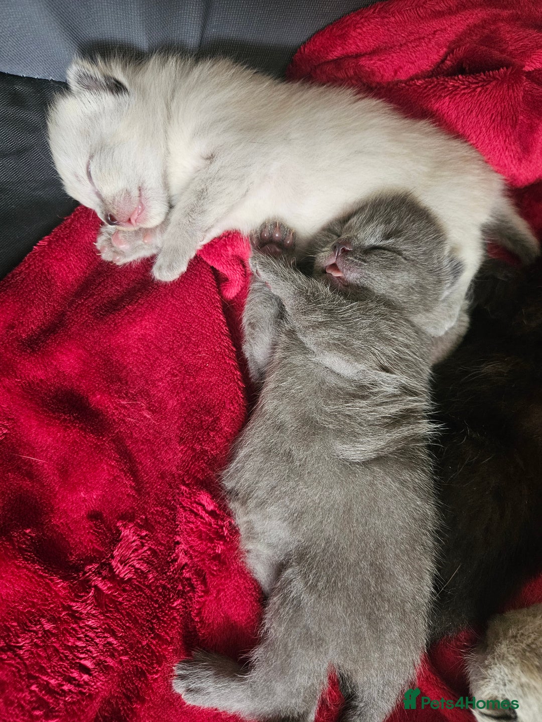 British Shorthair cats for sale: 5 Beautiful Short British haired Kittens  - Image 5