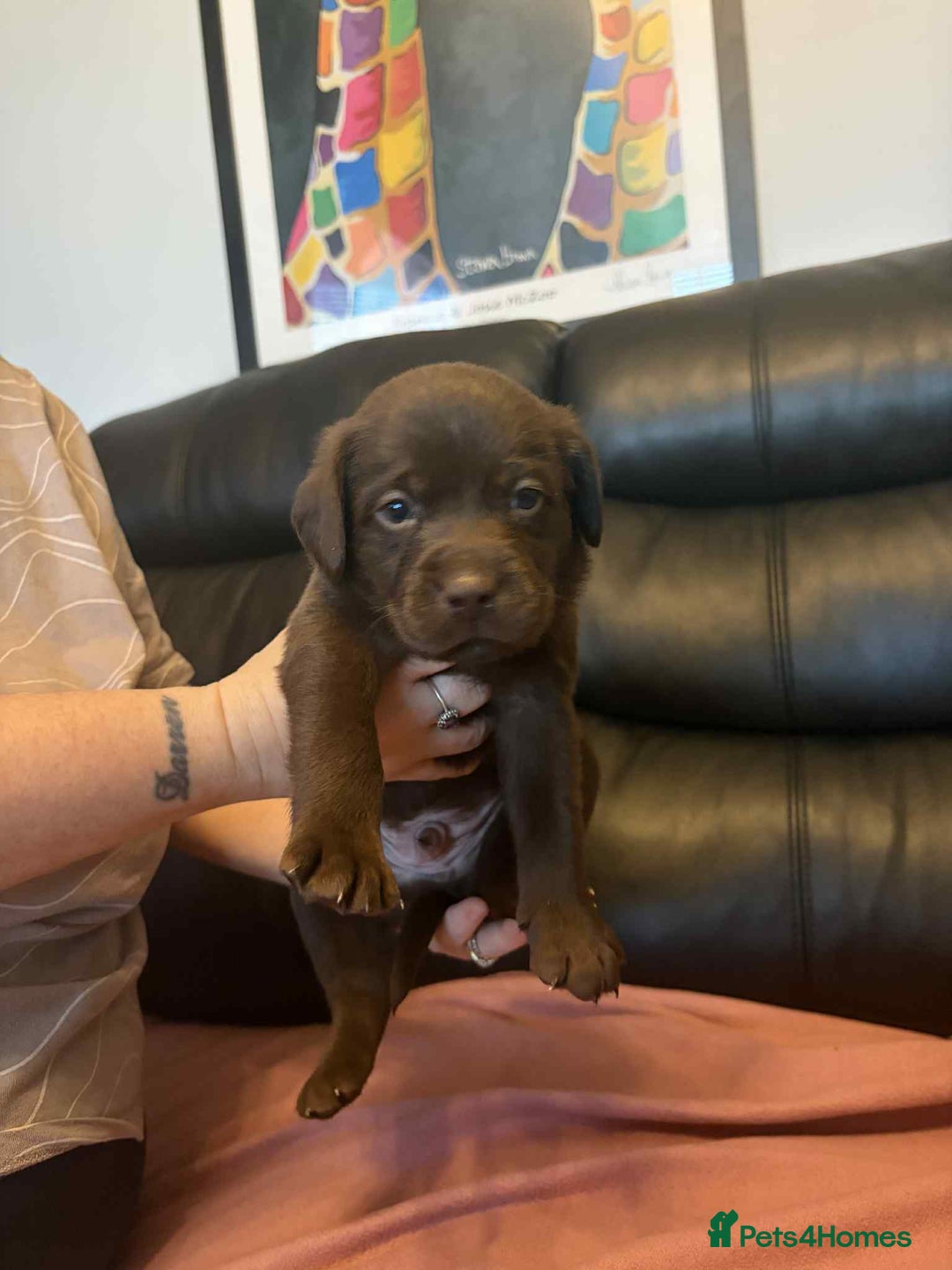 Labrador Retriever dogs for sale: Beautiful KC registered labrador puppies  - Advert 6