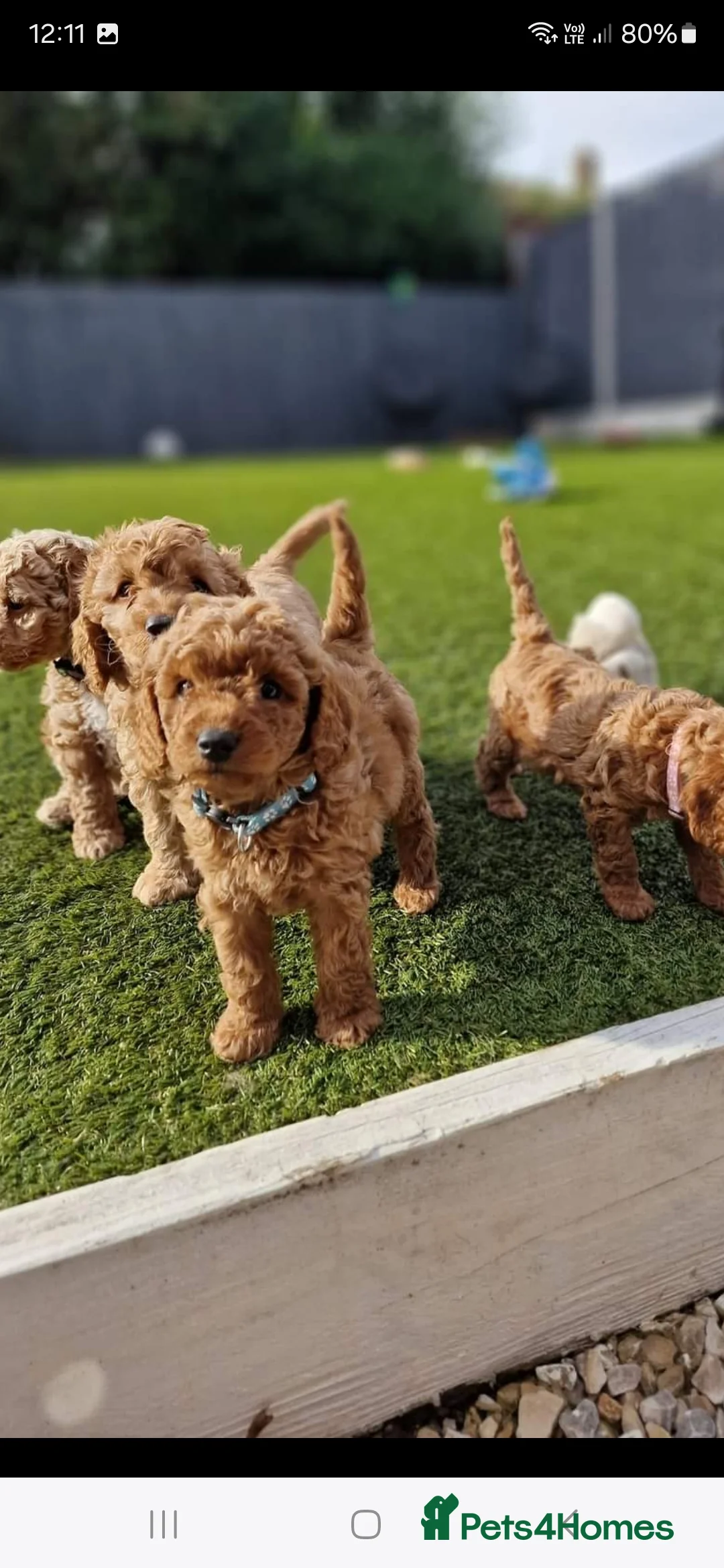 Toy Poodle dogs for stud: toy poodle short notice DNA clear PRA in Nottingham - Advert 12