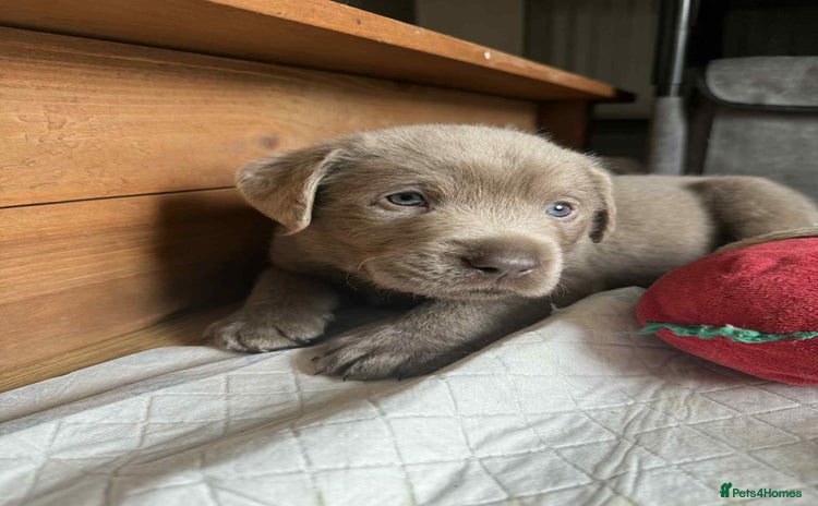 Labrador Retriever dogs in Wantage - Advert 3