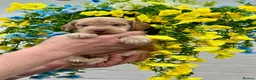 Cockapoo dogs for sale: 8 gorgeous f1 dna tested clear cockerpoos - Advert 8
