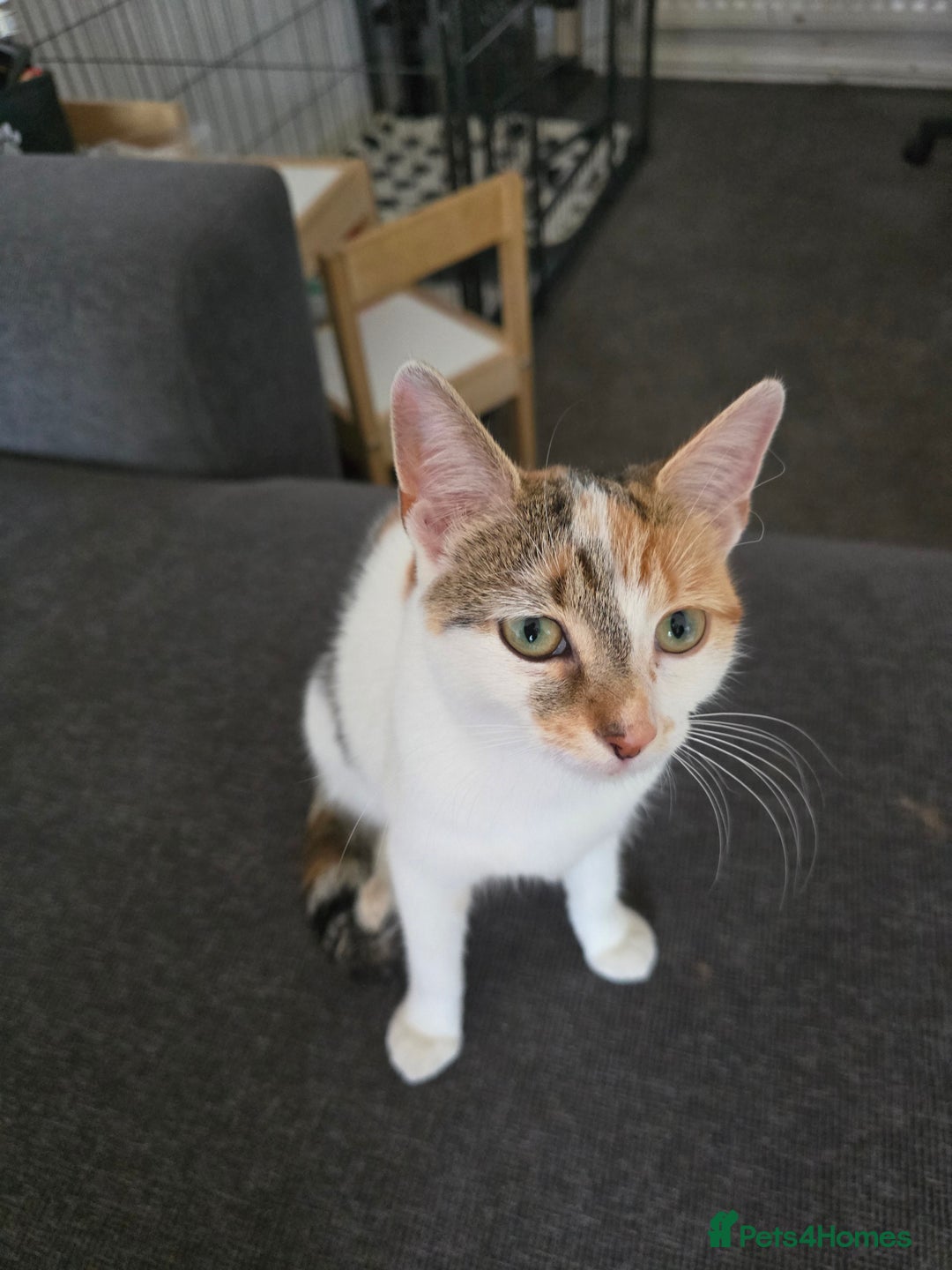 Mixed Breed cats for sale: Mixed breed 1 female  - Image 3
