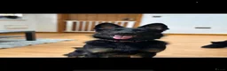 German Shepherd dogs for sale: Willow-3 year old German shepherd - Advert 2