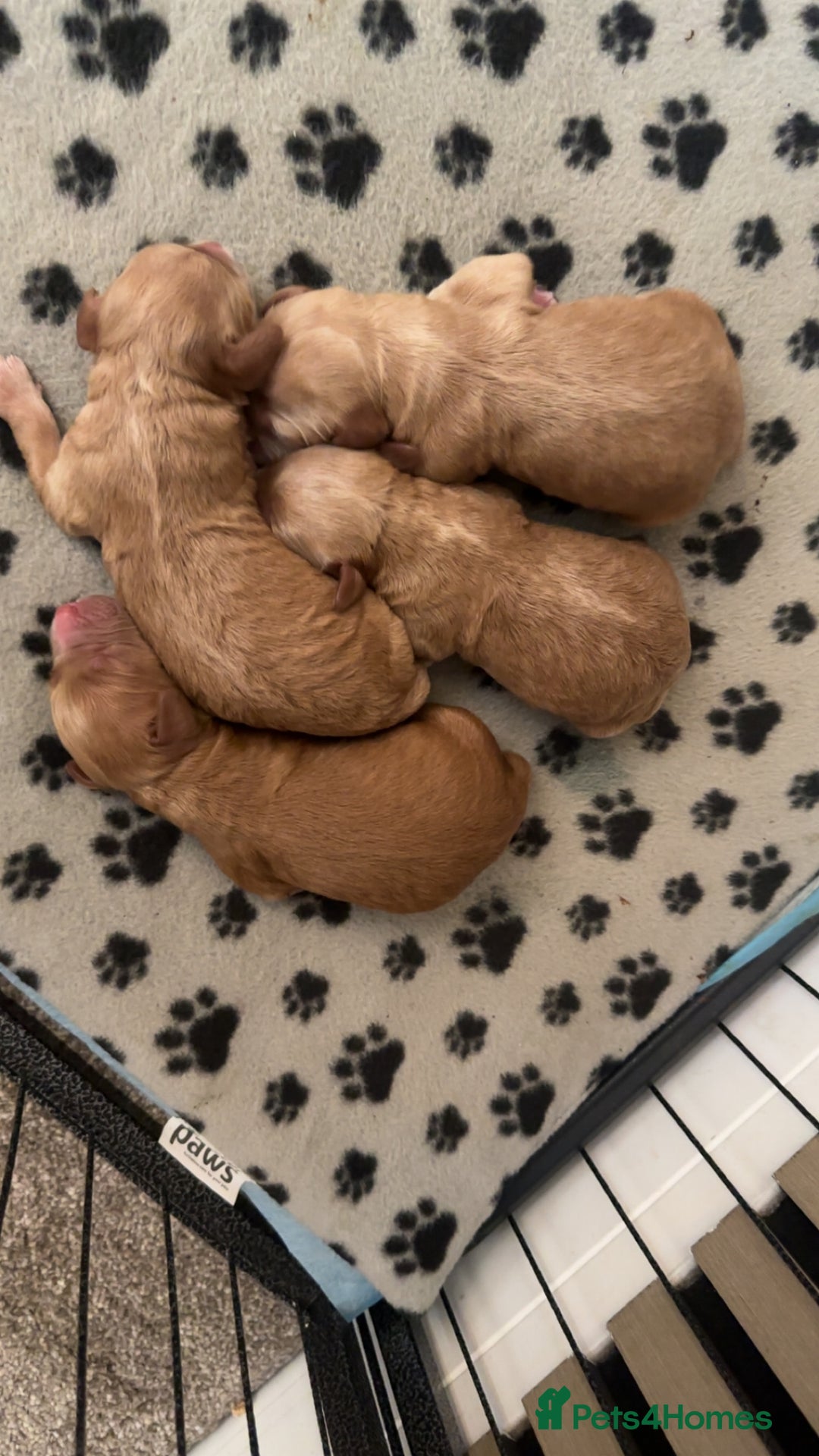 Cockapoo dogs for sale: Beautiful tiny cockapoos!  - Image 5