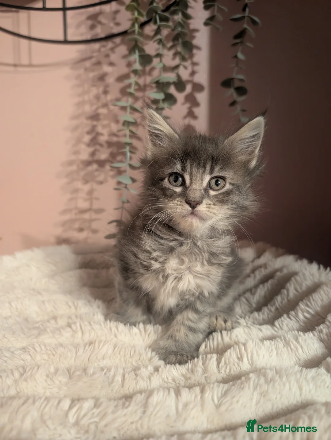 Maine Coon cats for sale: Beautiful Maine coon babies - Advert 8