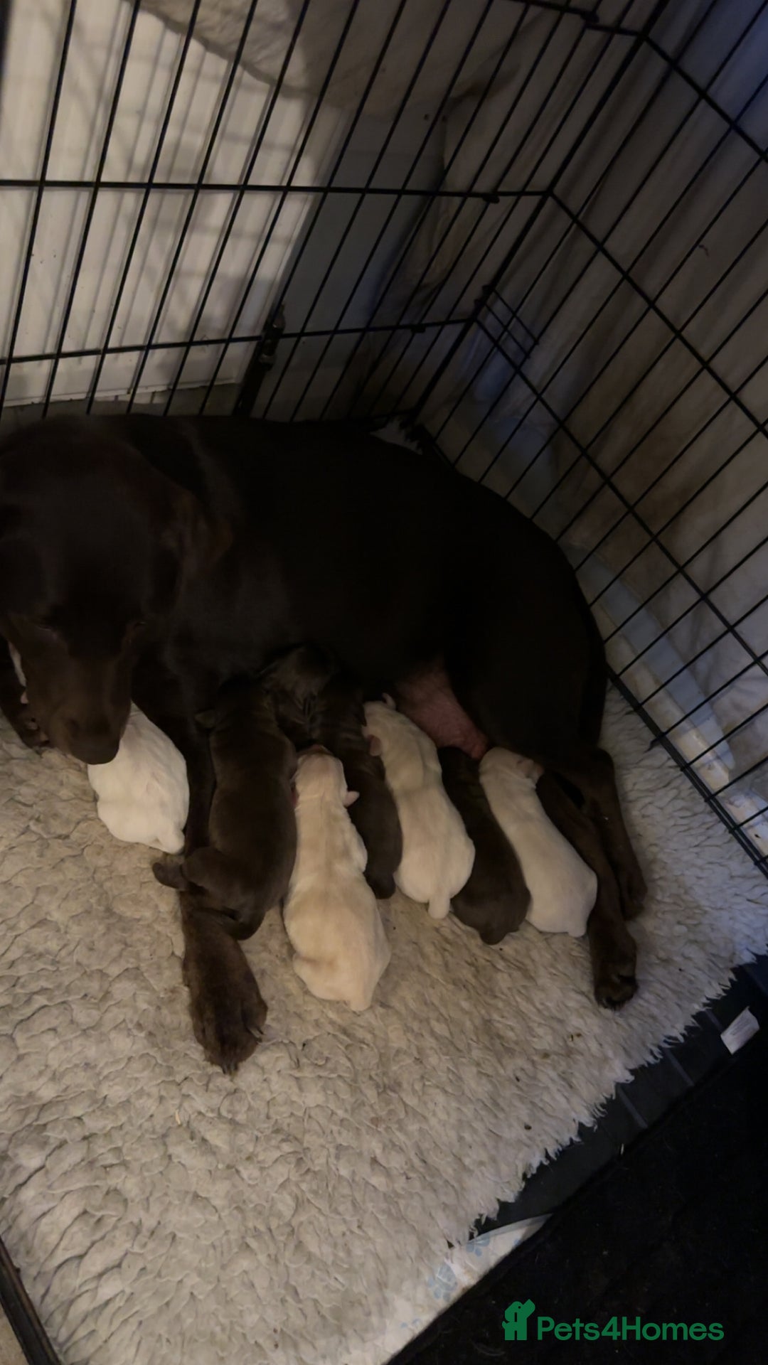 Labrador Retriever dogs for sale: Stunning chunky pups  - Advert 1