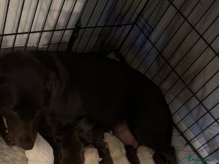 Labrador Retriever dogs Stunning chunky pups - Advert 2