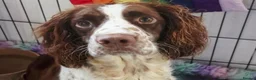 English Springer Spaniel dogs for sale: Outstanding Home Reared KC 5 ⭐️ Vetted Ready now  - Advert 3