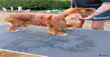 King Charles Spaniel dogs - Advert 5