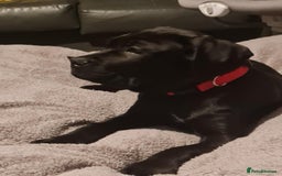 Cane Corso dogs for sale: Beautiful female cane corso puppy - Image 4