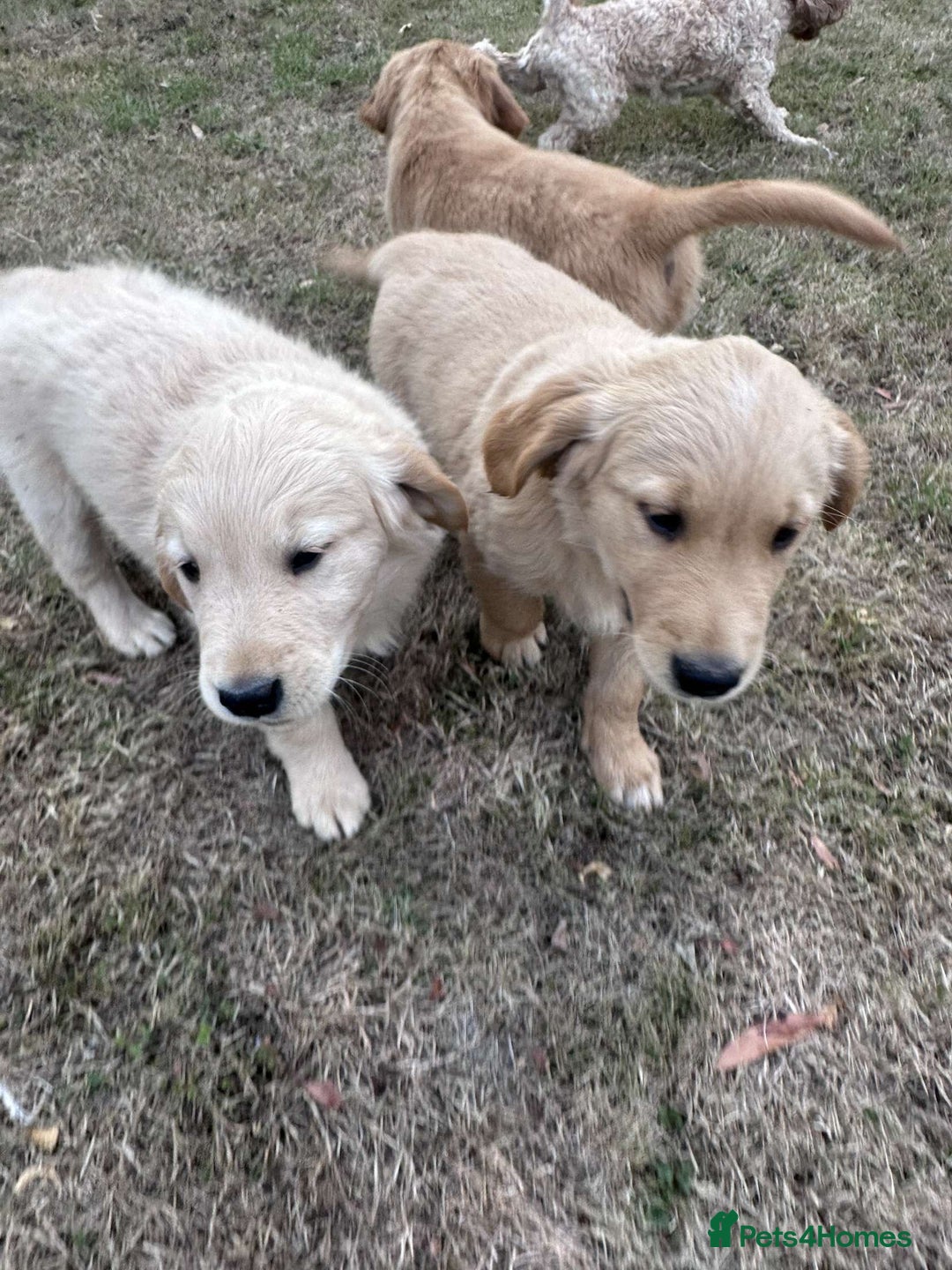 Golden Retriever dogs for sale: 4 KC registered Golden Retriever puppies  - Image 25