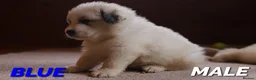 Pyrenean Mountain Dog dogs for sale: Adorable Puppies, Looking For Forever Homes! - Advert 9