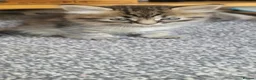 Mixed Breed cats for sale: Ragdoll x / tabby x in Ashton-under-Lyne - Advert 37