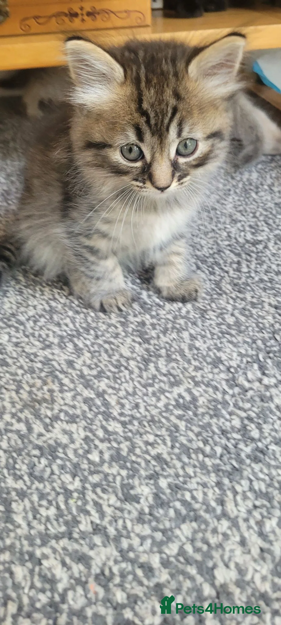Mixed Breed cats for sale: Ragdoll x / tabby x in Ashton-under-Lyne - Advert 37