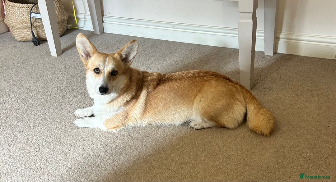 Welsh Corgi Pembroke dogs for sale: 🐾 Pedigree Pembroke Welsh Corgi Puppies 🐾 - Image 9