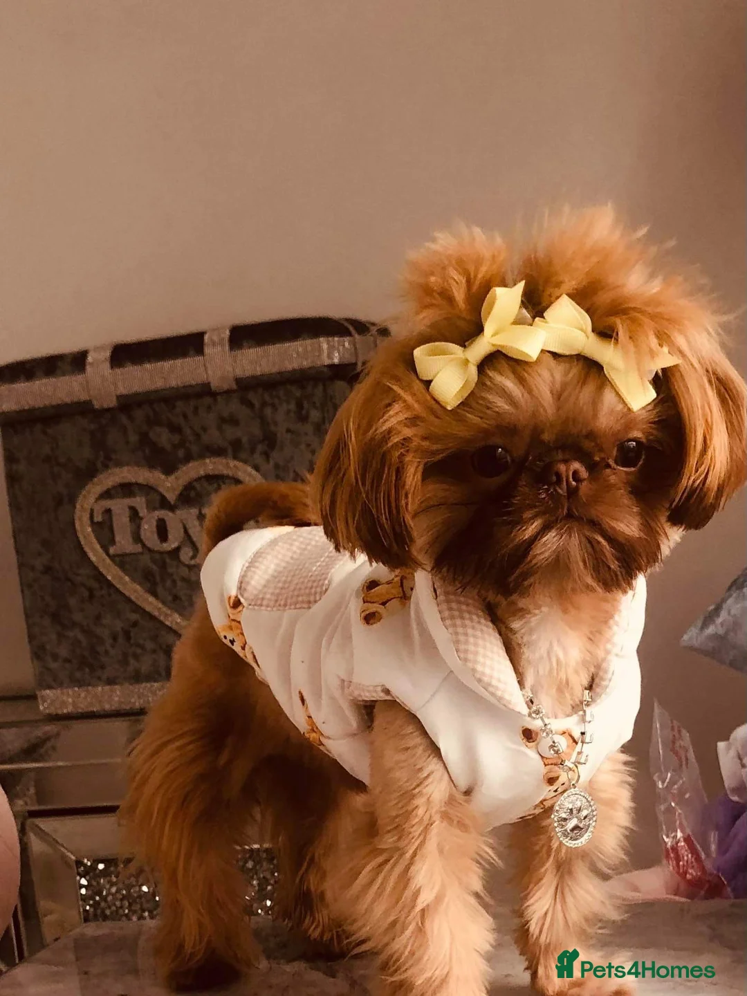 Shih Tzu dogs for stud: Tiger orange imperial shih tzu  in Basildon - Advert 7