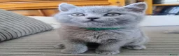 British Shorthair cats for sale: GCCF Registered Britsh Shorthairs £990 for both - Advert 13