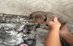 Dachshund dogs for sale: Beautiful miniature dachund puppies  - Image 4