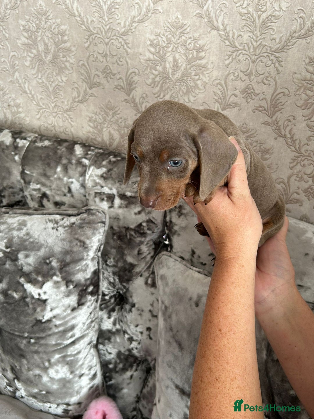 Dachshund dogs for sale: Beautiful miniature dachund puppies  - Image 4