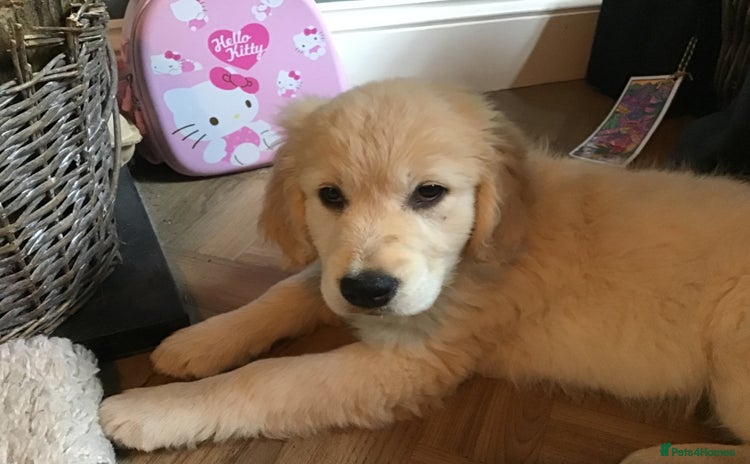 Golden Retriever dogs - Advert 6
