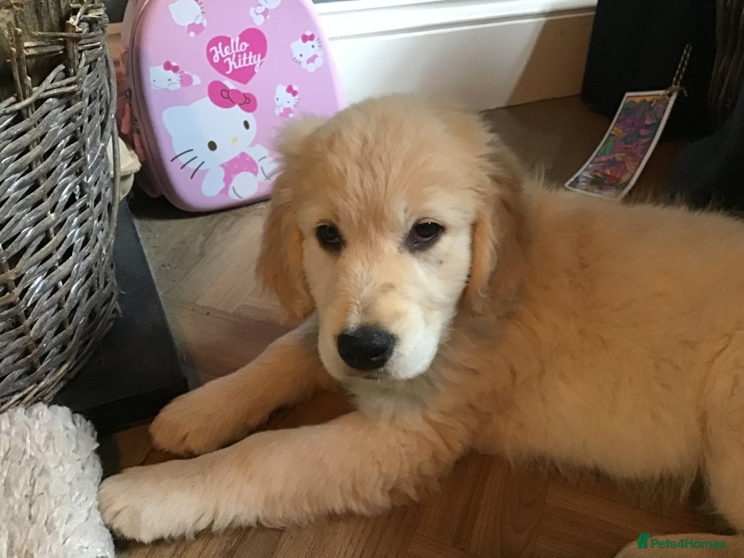 Golden Retriever dogs for sale: Penny - Golden Retriever puppy (15 weeks old) - Image 1