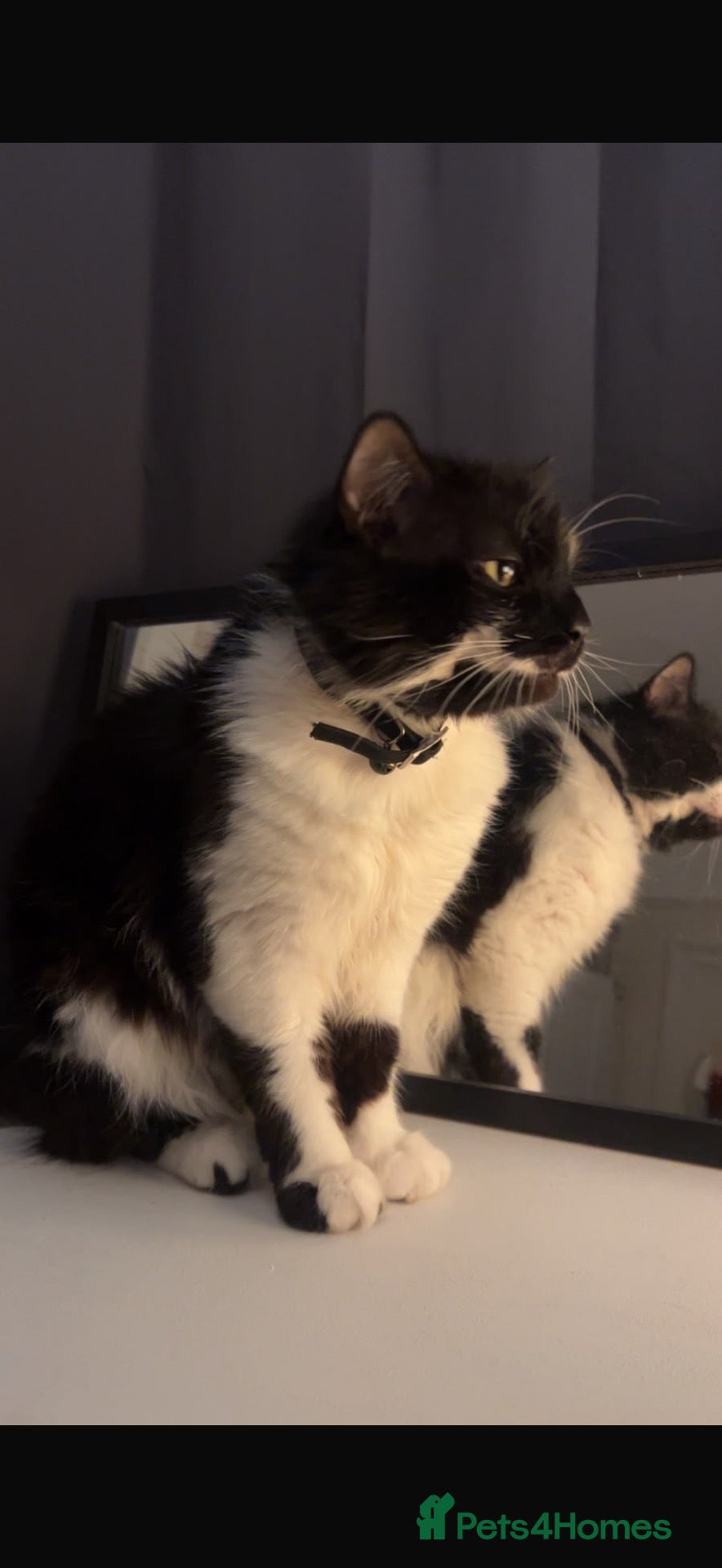 Mixed Breed cats mr leo - Advert 1