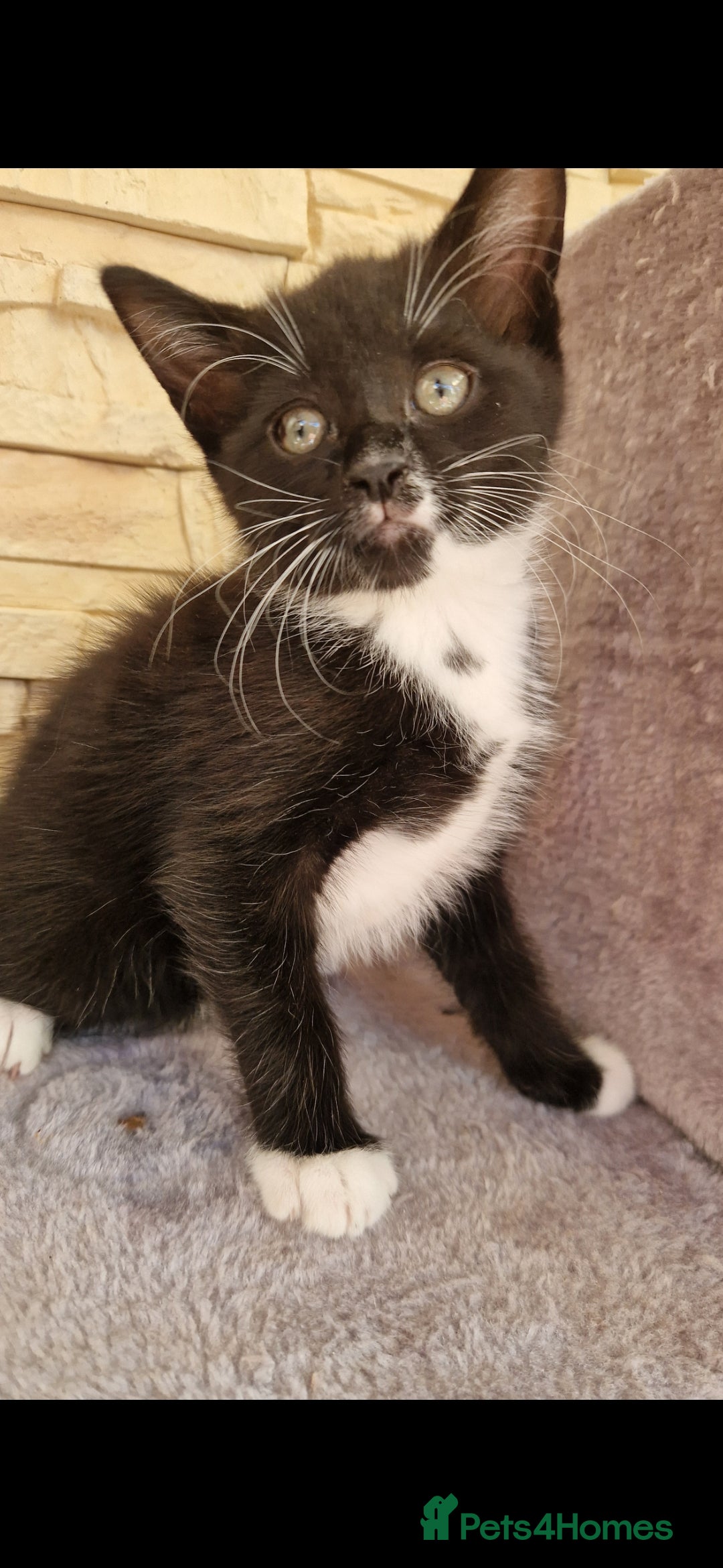 Mixed Breed cats for sale: Kittens😺 - Image 3
