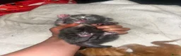 Mixed Breed cats for sale: 4 half Maine Coon kittens  - Advert 26
