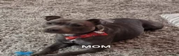 Staffordshire Bull Terrier dogs for sale: BLUE STAFFY PUPPIES ⭐️ WORLD CUP LITTER ⚽️ - Advert 3