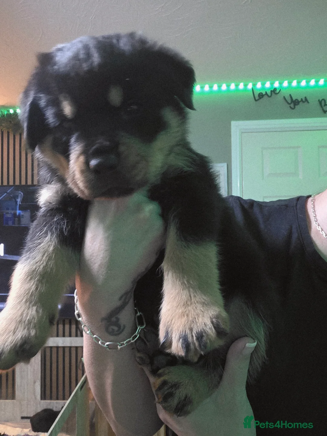 Rottweiler dogs for sale: Stunning chunky Rottweiler puppies  - Advert 10