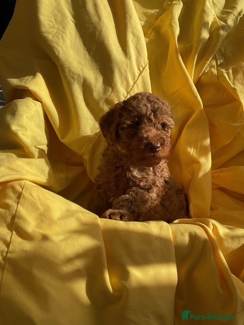 Toy Poodle dogs Stunning toy poodle puppies for sale in Eastleigh - Advert 2