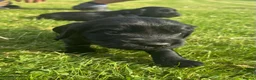 Sprocker dogs for sale: Sprocker puppies - Advert 11