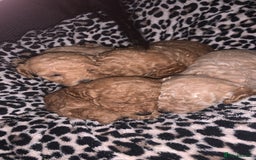 Toy Poodle dogs for sale: Toy poodle puppies for sale  - Image 4