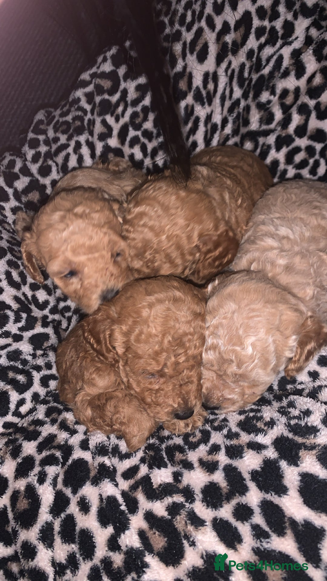 Toy Poodle dogs for sale: Toy poodle puppies for sale  - Image 4