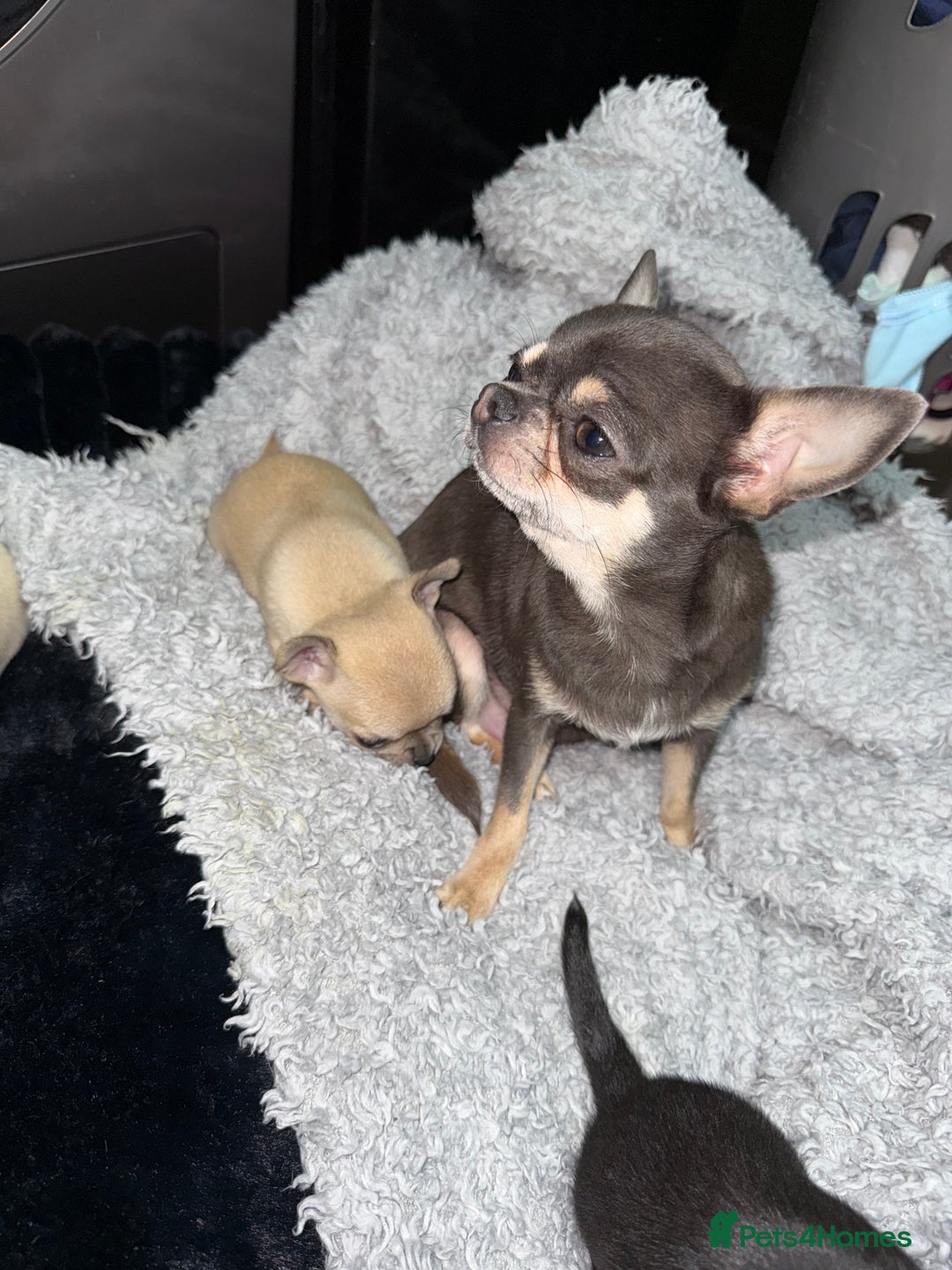 Chihuahua dogs for sale: 🩵 𝓬𝓾𝓭𝓭𝓵𝔂 𝓪𝓷𝓭 𝓹𝓵𝓪𝔂𝓯𝓾𝓵 𝓫𝓸𝔂𝓼🩵 - Image 13
