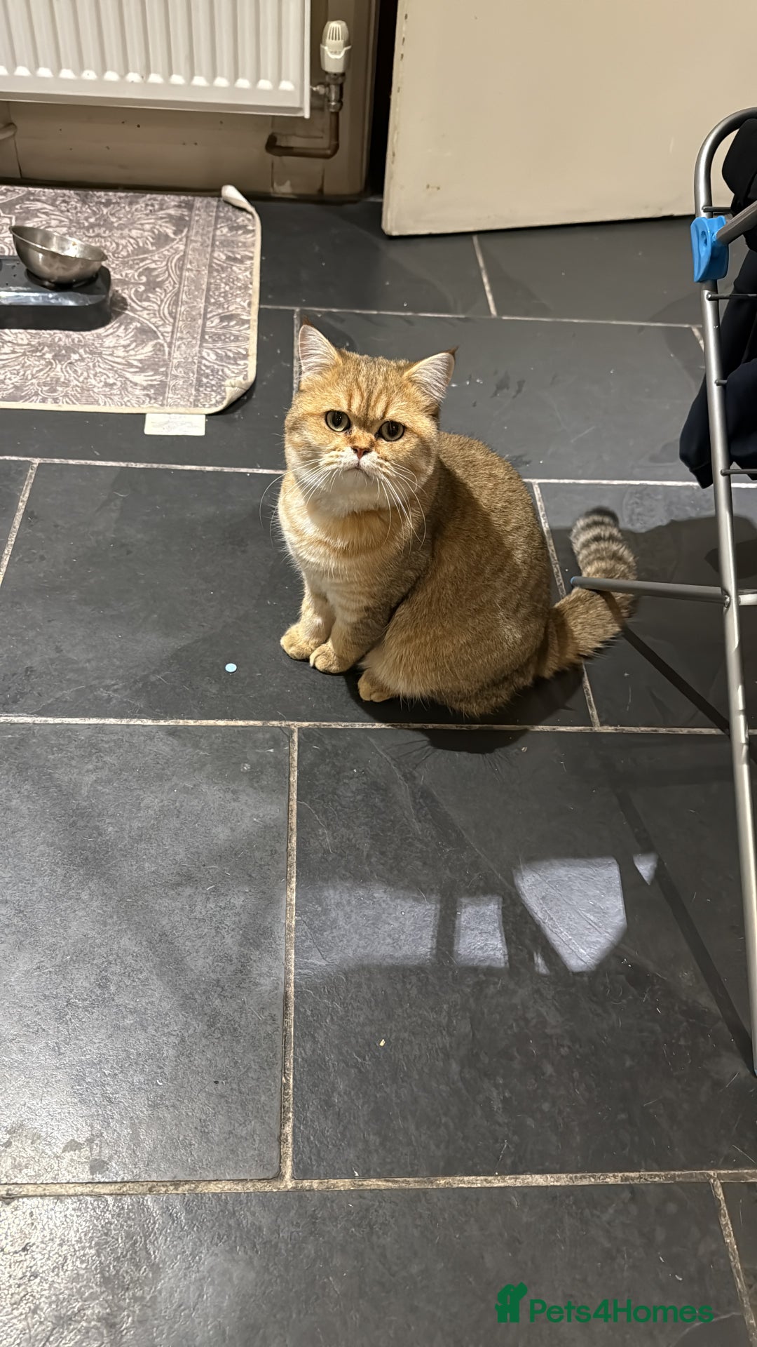 British Shorthair cats for sale: Give Simba a loving home  - Advert 3